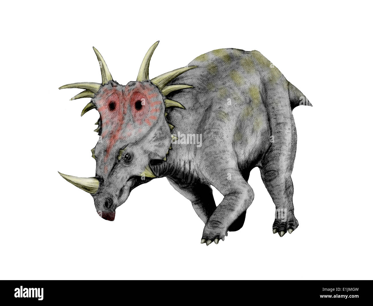 Styracosaurus dinosauro, sfondo bianco. Foto Stock
