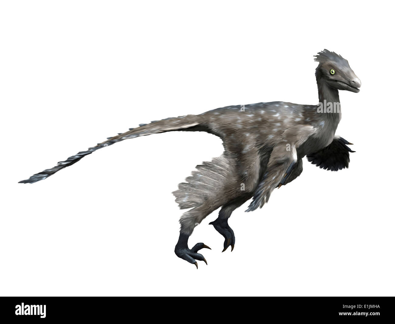 Dinosauro Troodon, sfondo bianco. Foto Stock