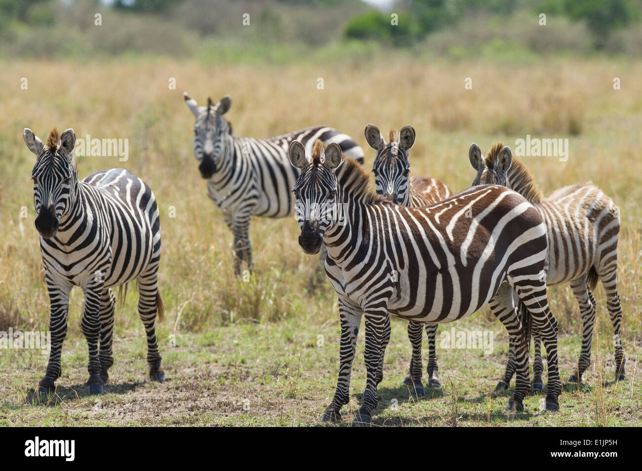 Steppenzebra, Equus quagga, pianure zebra,gruppo,,Massai Mara, in Kenia, Foto Stock