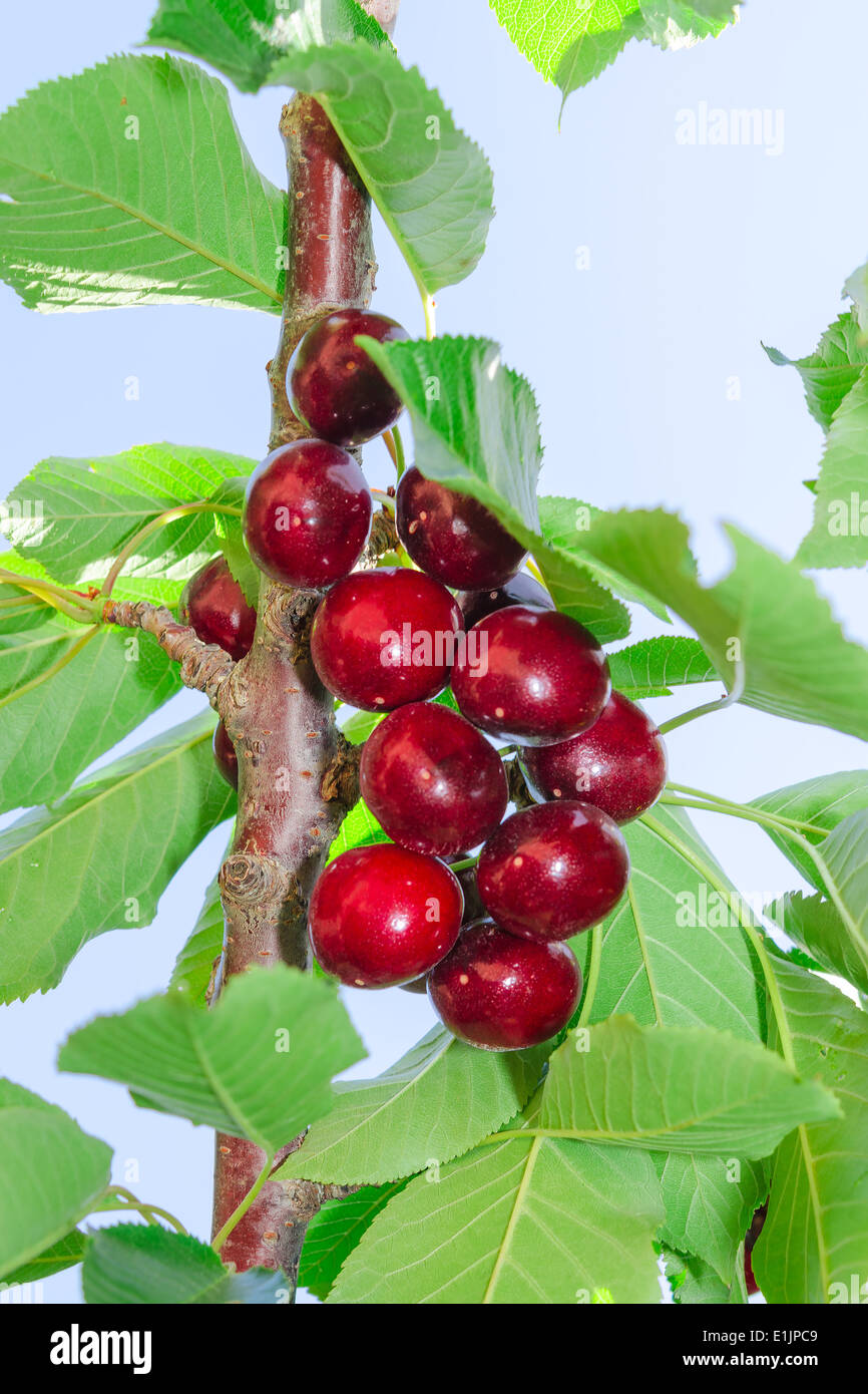 Gustosa ciliegia matura dark frutti a bacca rossa sul ramo di albero con foglie contro il cielo blu Foto Stock