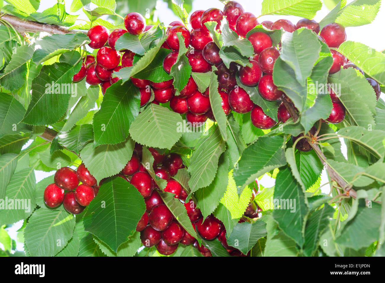 Rami di Ciliegio con ripe rosse bacche Frutta e lussureggiante fogliame Foto Stock