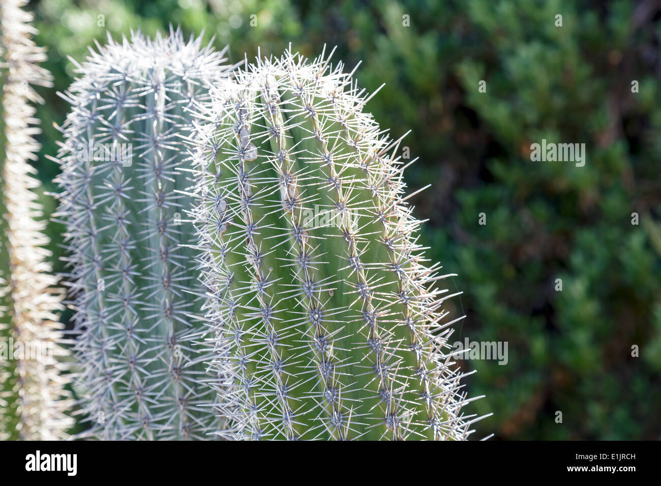 Piante esotiche, dettaglio Foto Stock