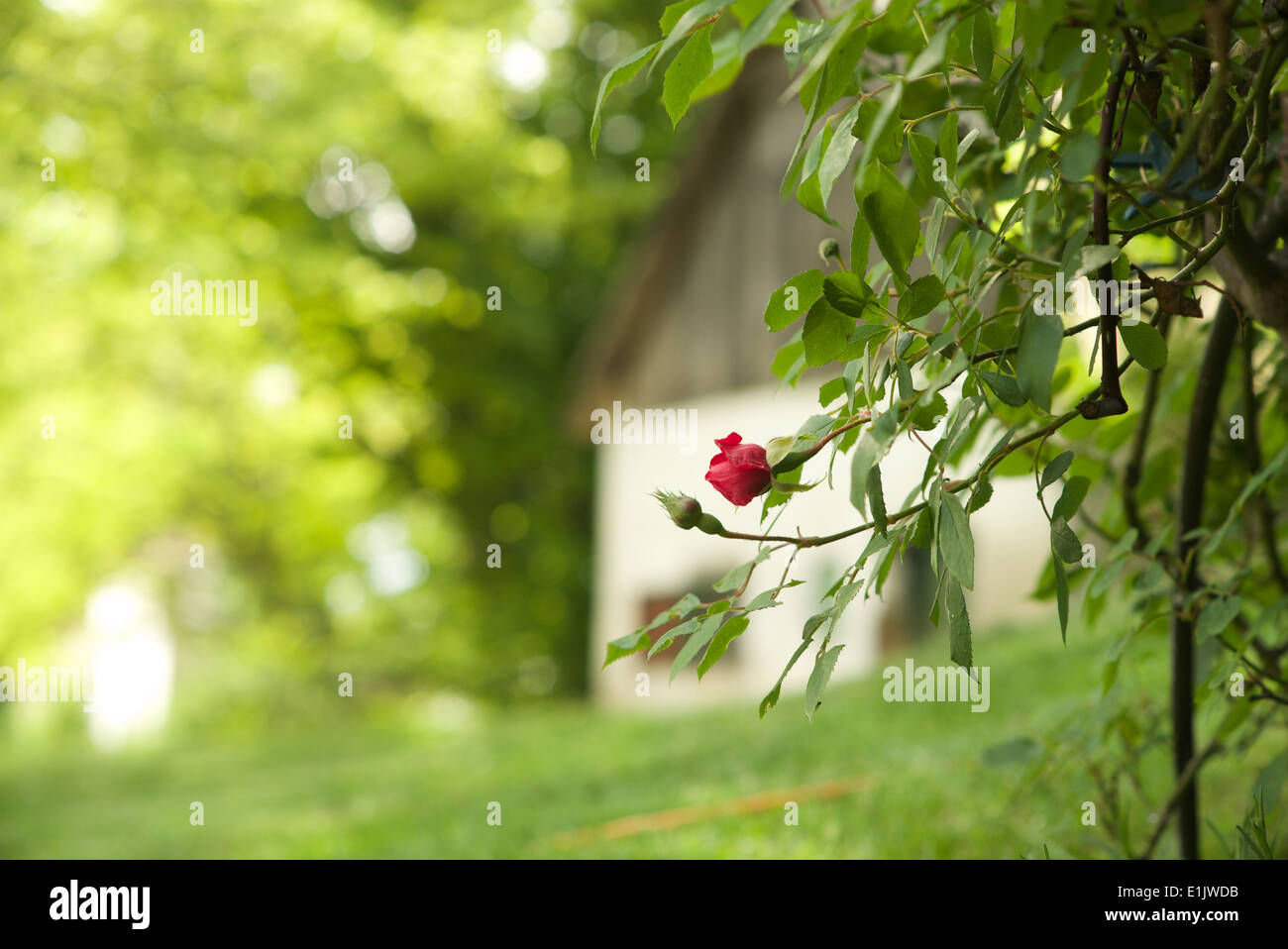 Scenic Austria inferiore scenic enologo cantina Vigna paese rurale lato facile vivere Marchfeld rose natura Foto Stock