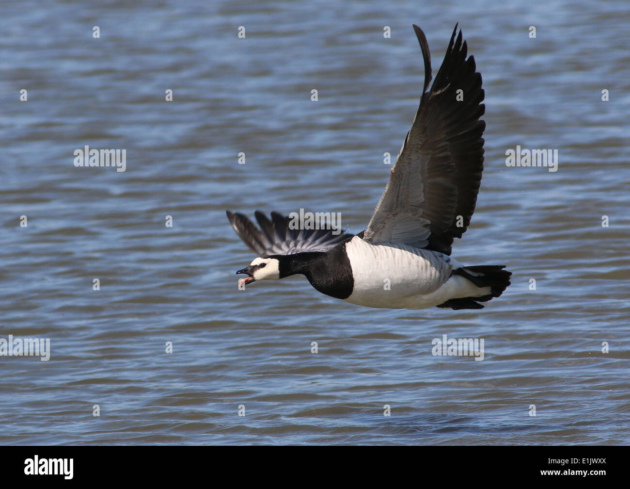 Barnacle Goose (Branta leucopsis) in volo radente a bassa sulle acque del lago Foto Stock