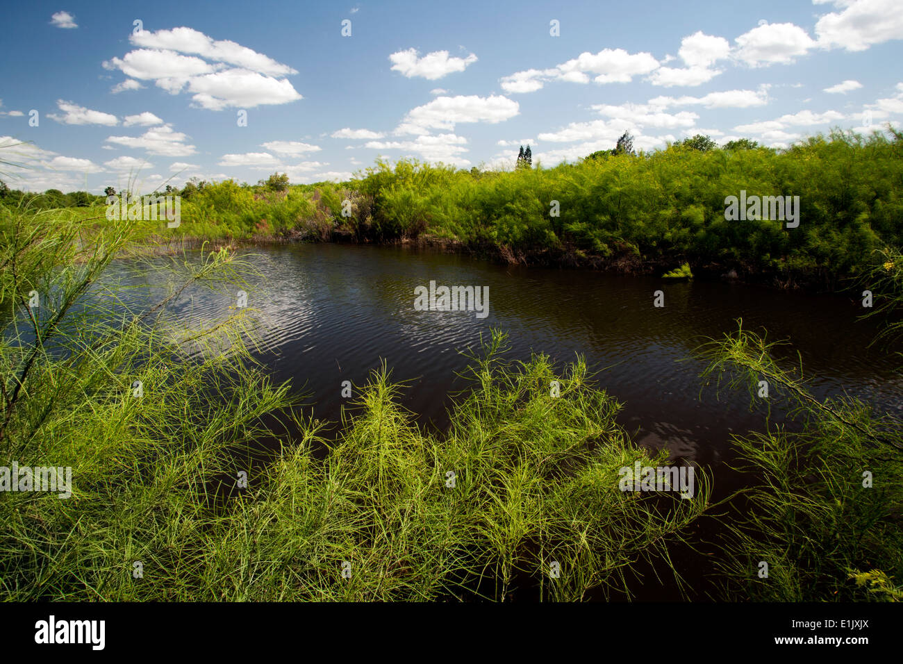 Lago (Resaca) a Camp Lula Sams - Brownsville, Texas USA Foto Stock