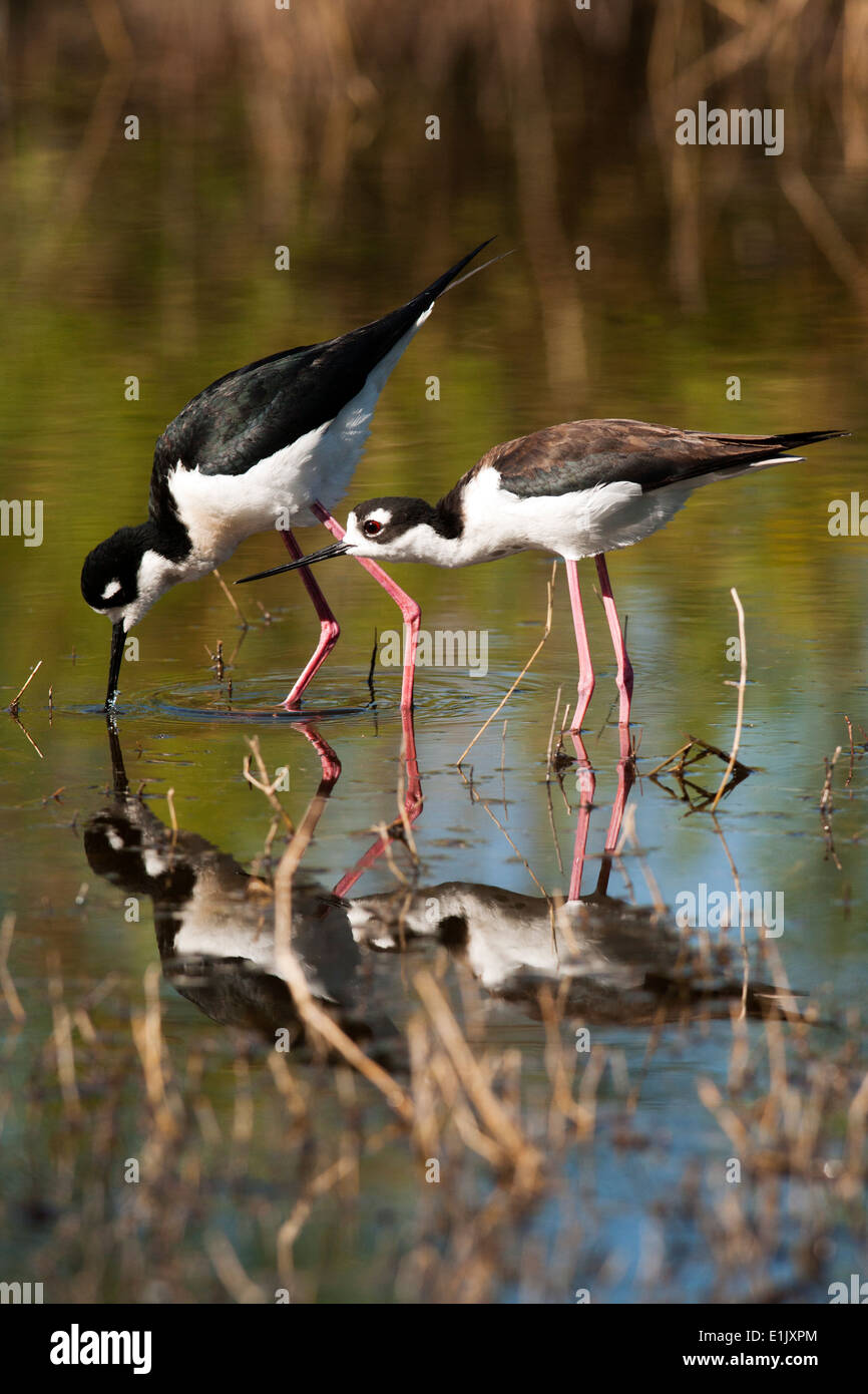 Nero a collo di palafitte di corteggiamento - Camp Lula Sams - Brownsville, Texas USA Foto Stock