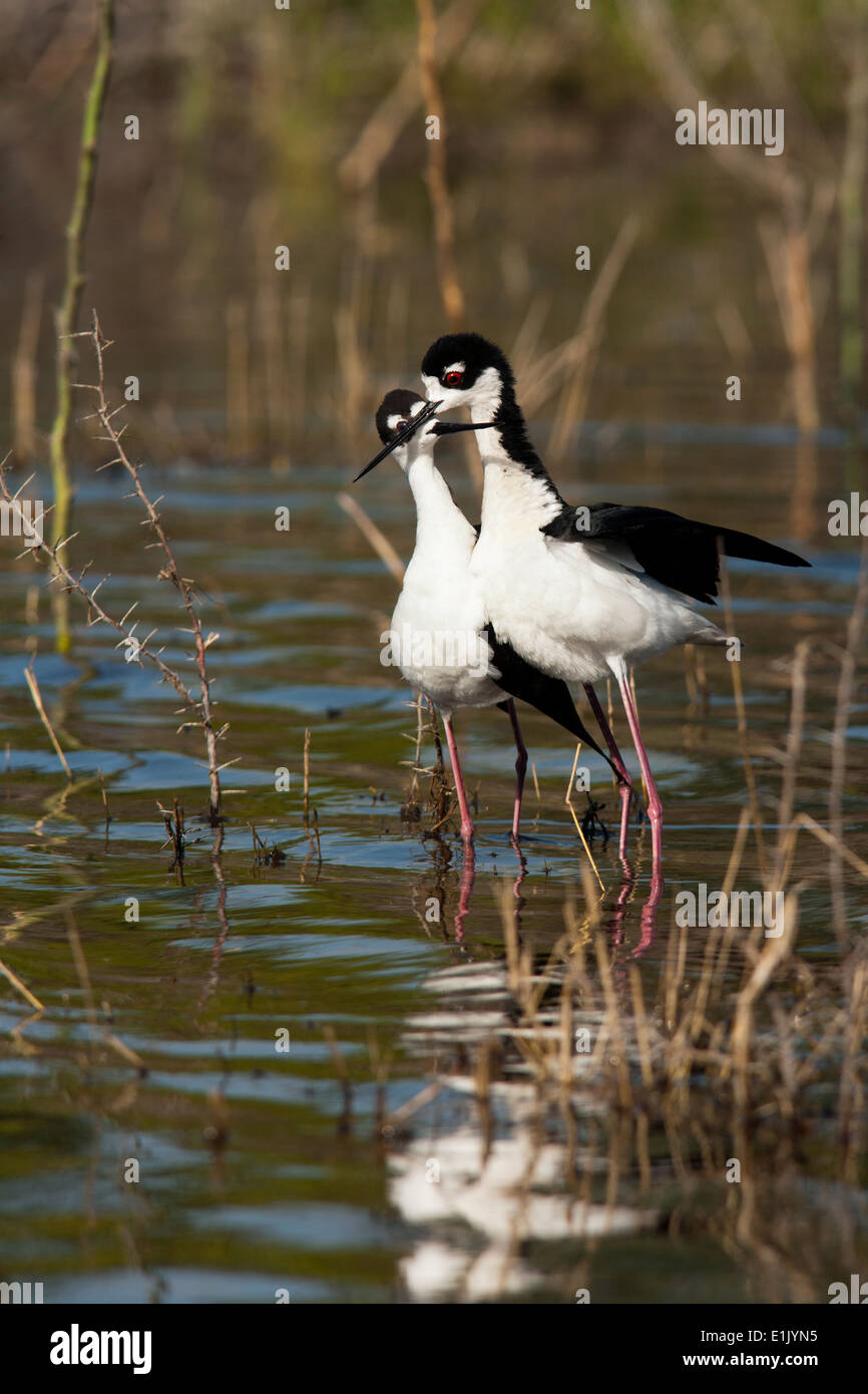 Nero a collo di palafitte di corteggiamento - Camp Lula Sams - Brownsville, Texas USA Foto Stock