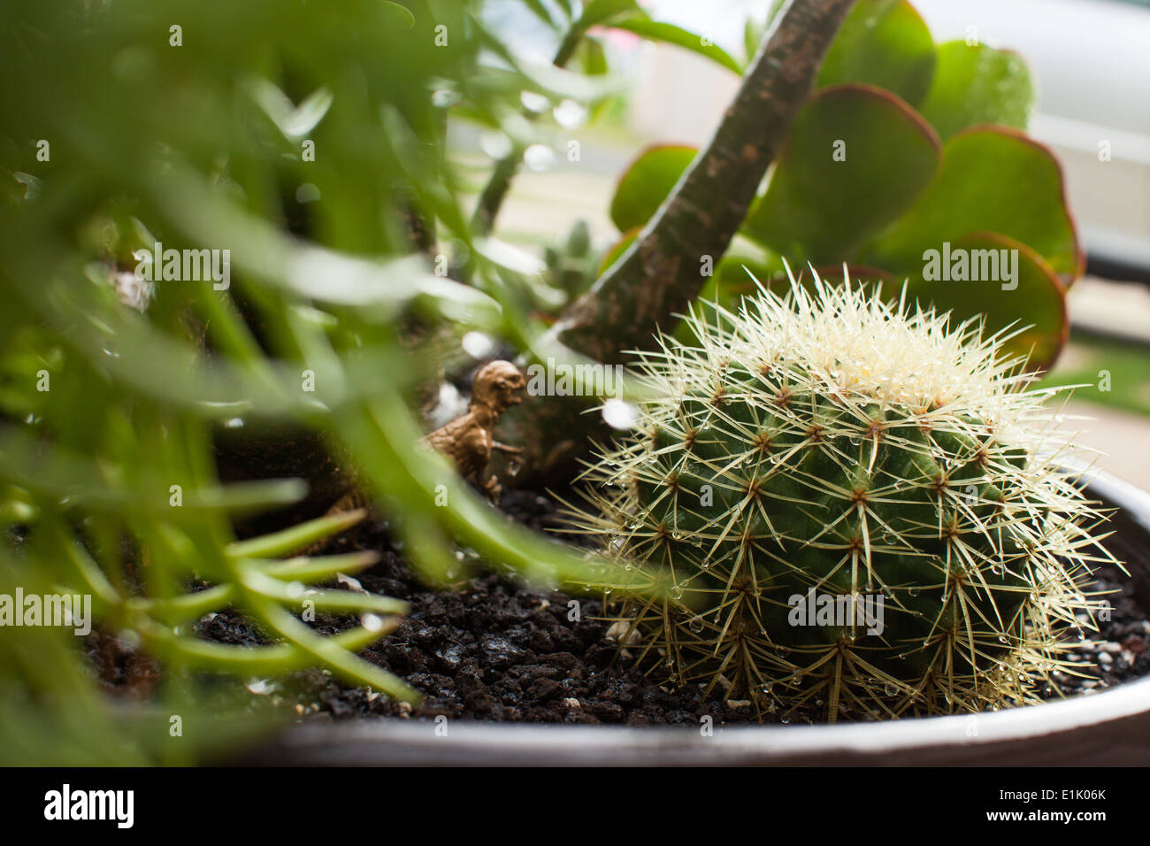 Un cactus umido giace su un giardino di piante succulente Foto Stock