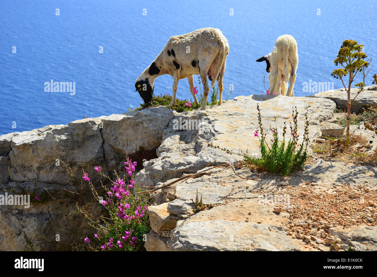 Armento di capra a Dingli Cliffs, Ħad-Dingli, Western District, Malta Majjistral Regione, Repubblica di Malta Foto Stock