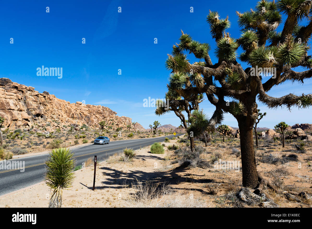 Park Boulevard a Joshua Tree National Park, San Bernardino County, California del Sud, STATI UNITI D'AMERICA Foto Stock