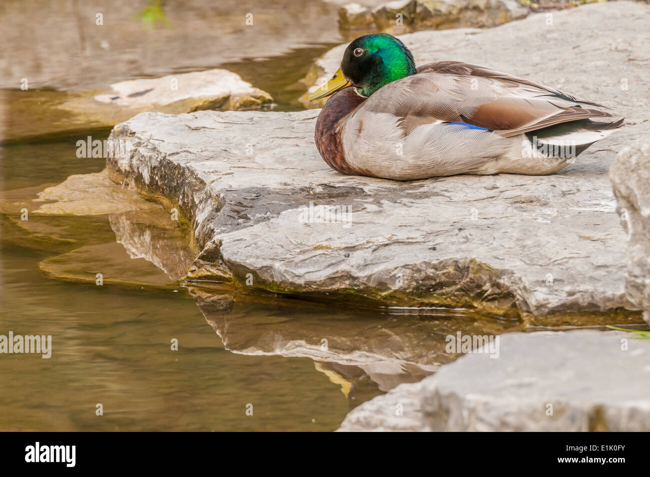 Maschio di Mallard Duck seduto su una roccia accanto ad un laghetto. Foto Stock