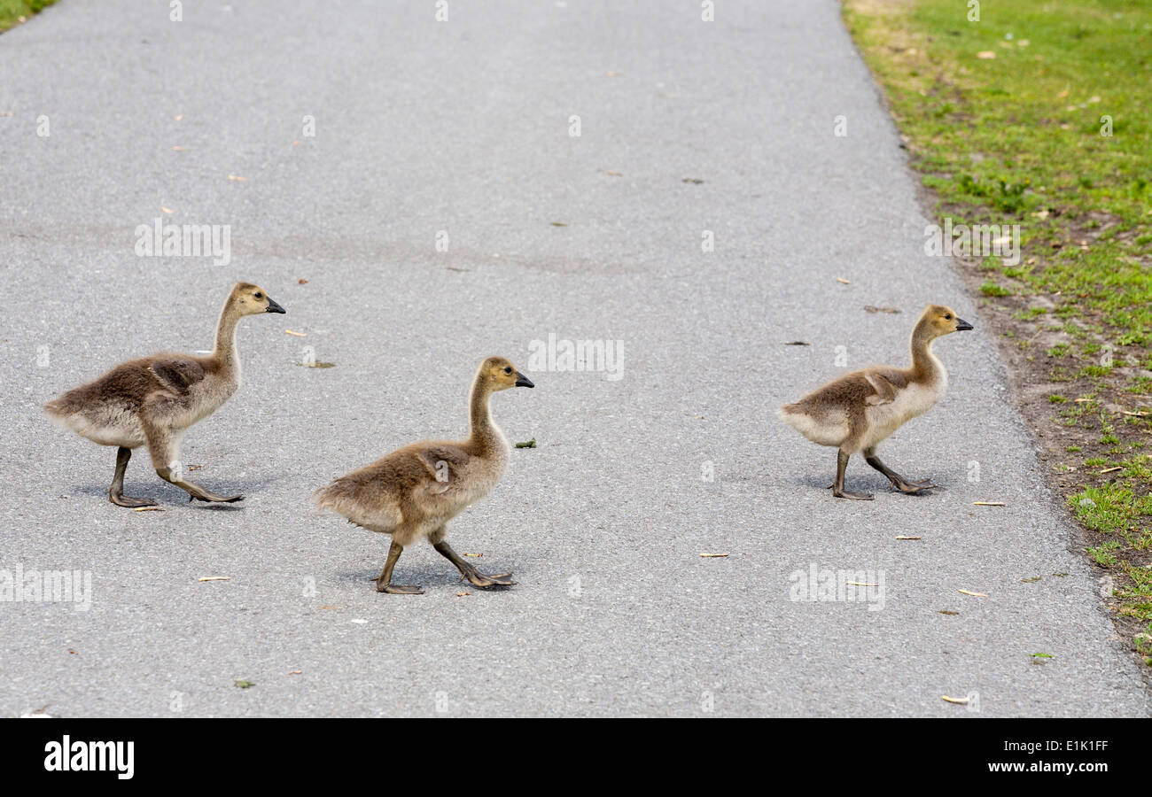 Tre Goslings attraversando un percorso. 3 medie goslings attraversare un percorso camminano in un parco. Erba fresca sull'altro lato. Foto Stock