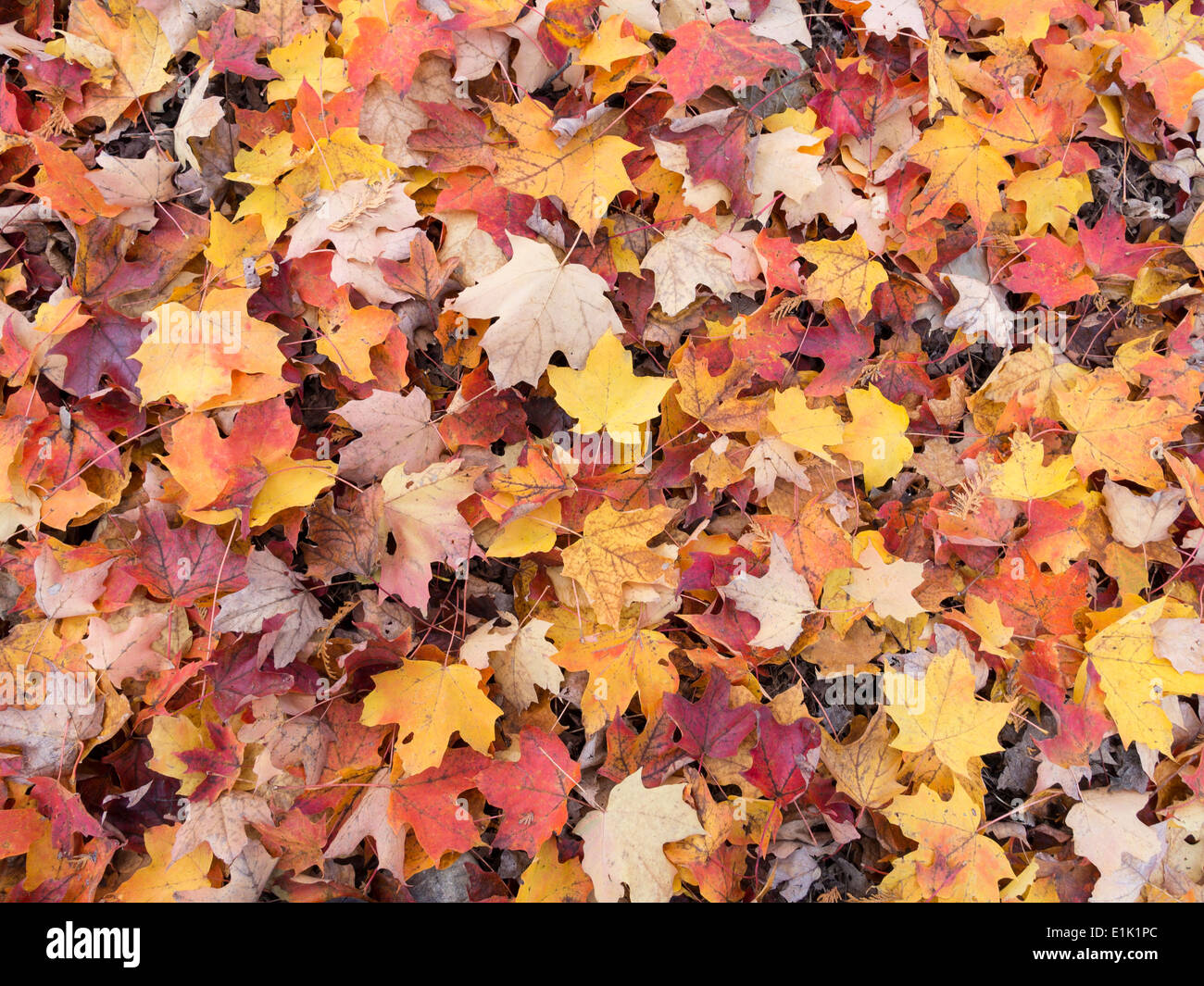 Caduta foglie sul suolo della foresta. Colorate luminosamente cucciolata lascia la terra sotto gli aceri vicino a Ottawa in Canada. Foto Stock