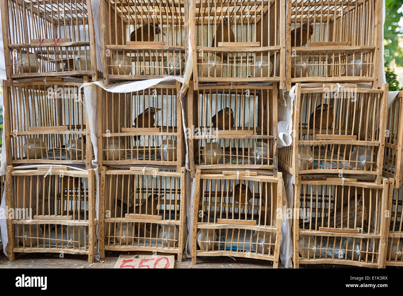 Cina, Hong Kong, legno volières con uccelli canori a Yuen Po Street bird market nel centro di Kowloon Foto Stock