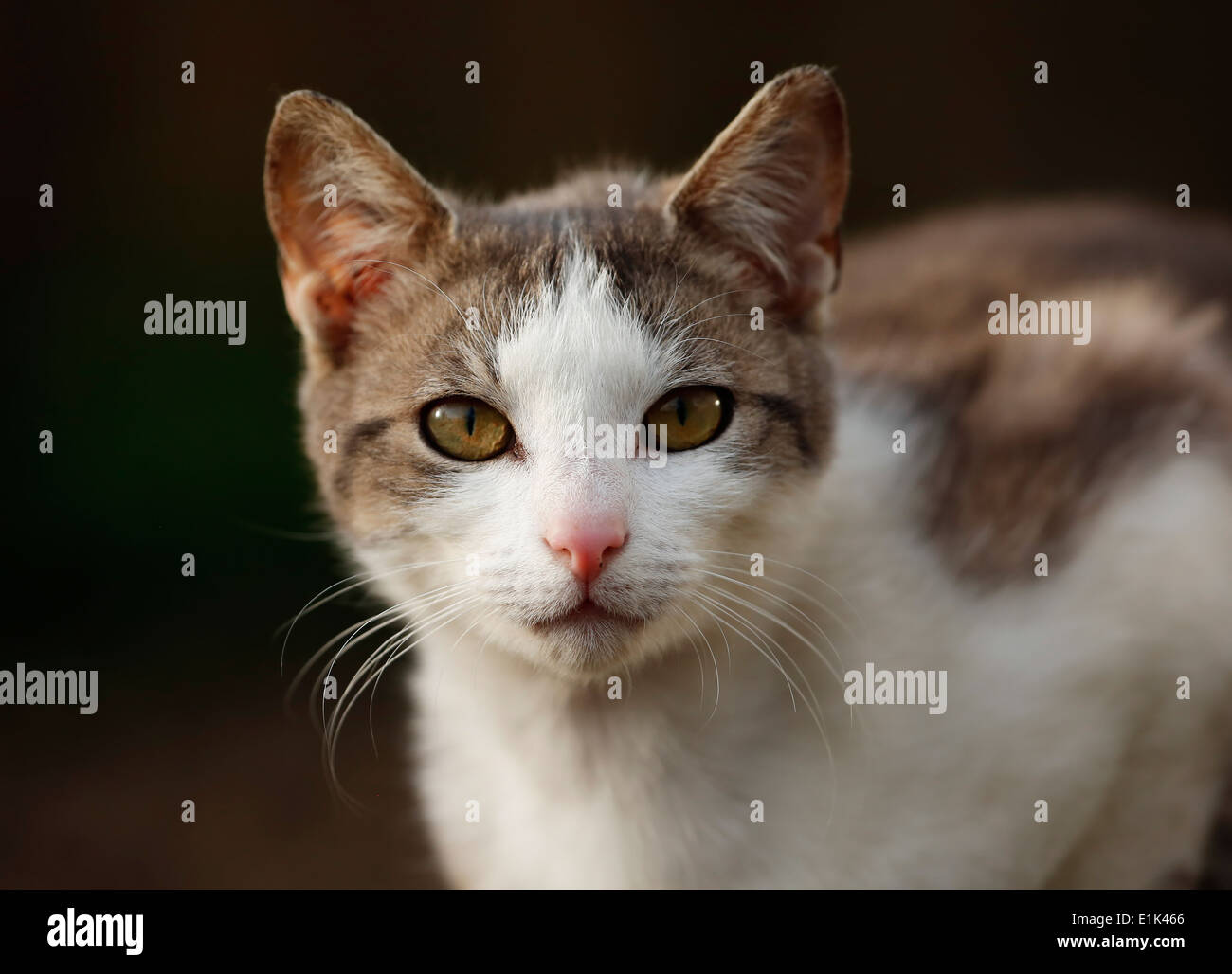 Germania Baden-Wuerttemberg, brown tabby bianco gatto, Felis silvestris catus, Ritratto Foto Stock