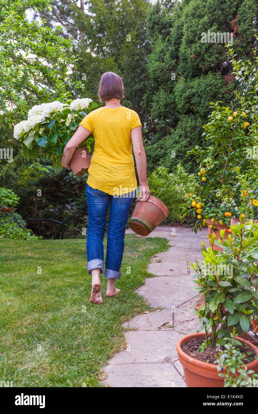 Donna portando vasi da fiori con hortensia, ortensie e arancio, Citrus aurantium Foto Stock