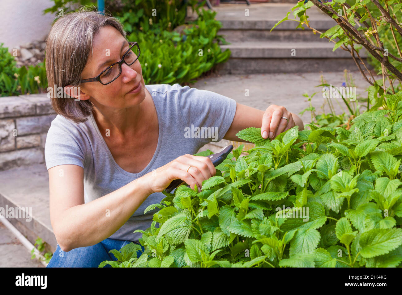 Ritratto di donna il taglio di melissa, melissa officinalis, con clipper di giardinaggio Foto Stock