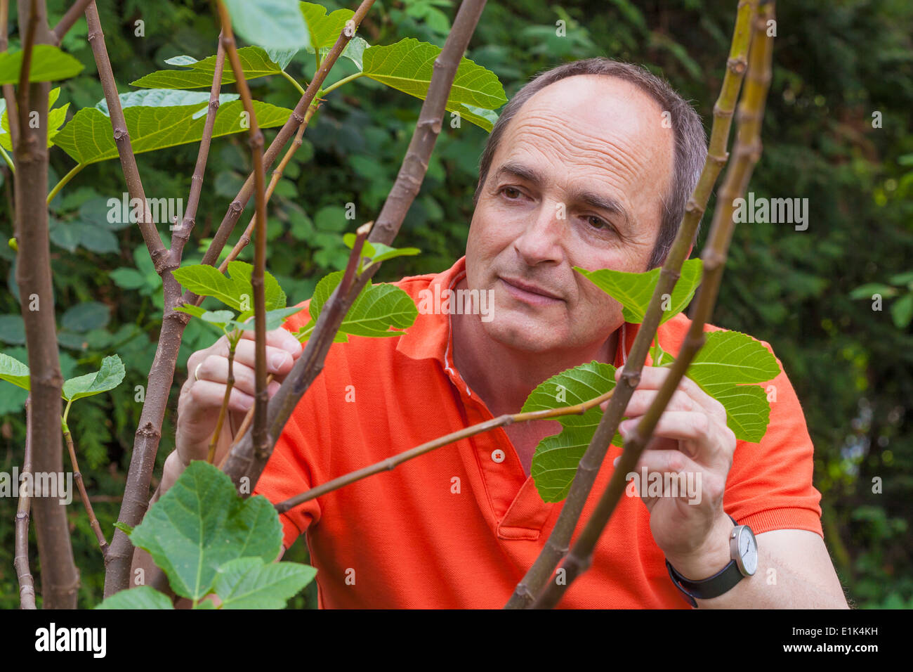 Ritratto di un uomo guarda le foglie di fico, Ficus carica in giardino Foto Stock