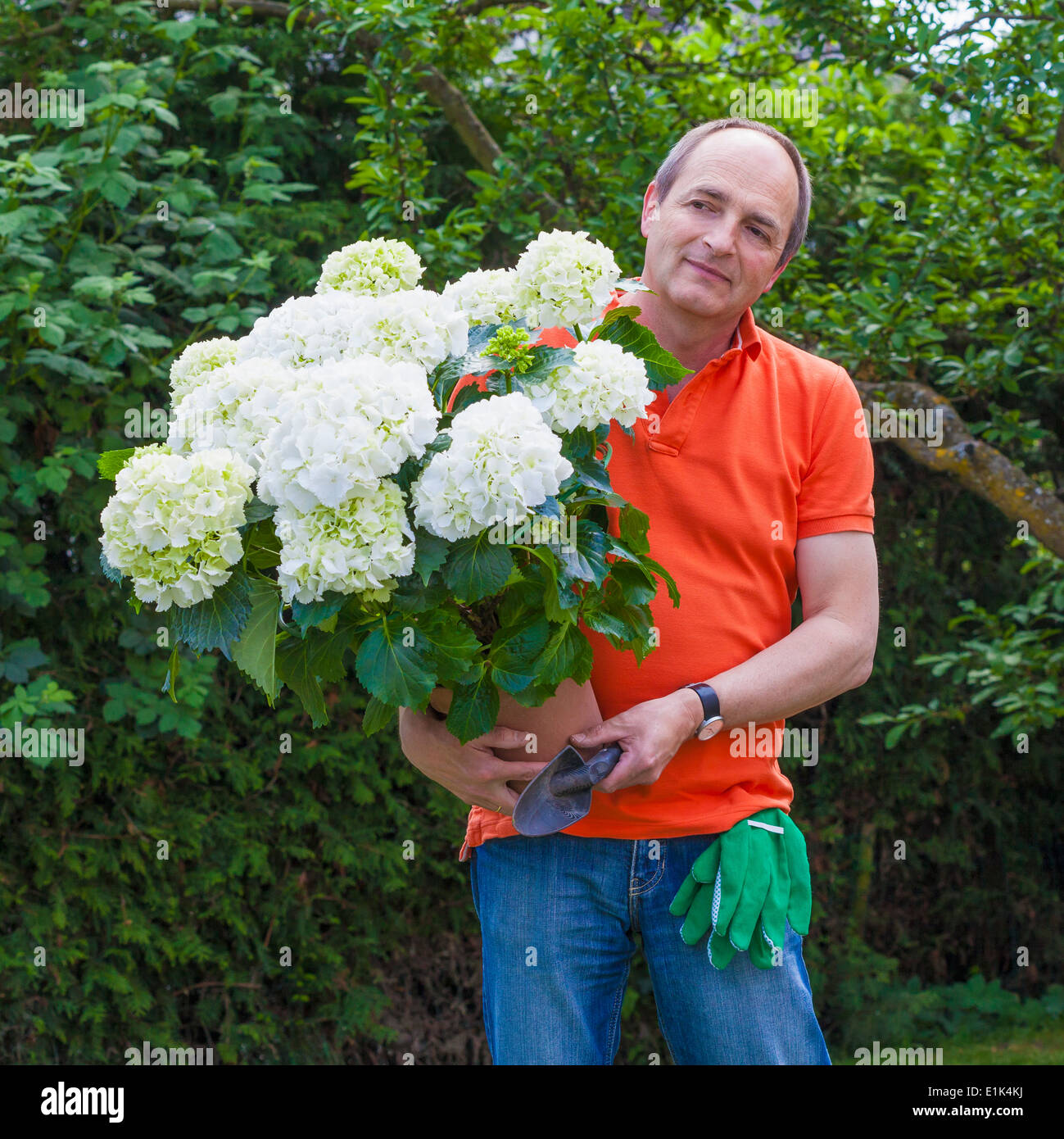 Ritratto di uomo con guanti da giardinaggio e pala azienda piantate hortensia, Hydragngea Foto Stock
