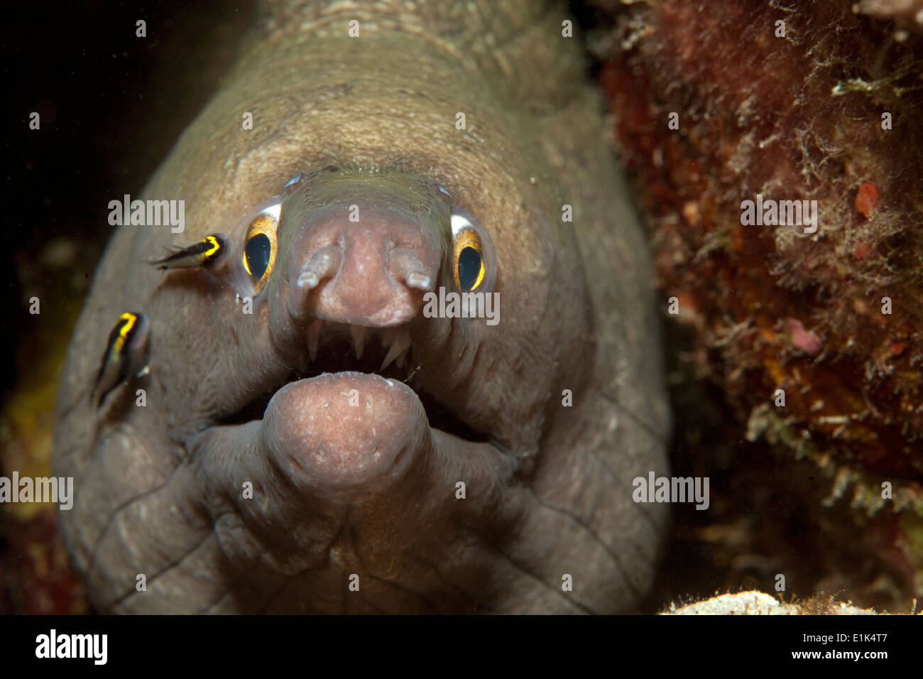 Caraibi Antille, Curacao, Westpunt, Broadbanded Moray, Channomuraena vittata Foto Stock