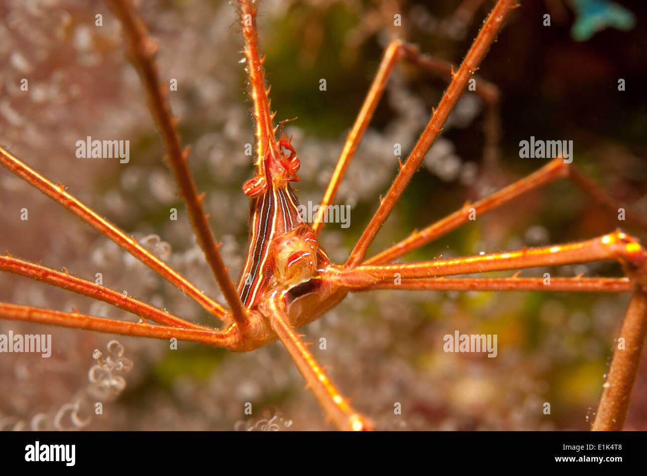 Caraibi Antille, Curacao, Westpunt, freccia Yellowline Granchio Stenorhynchus seticornis Foto Stock