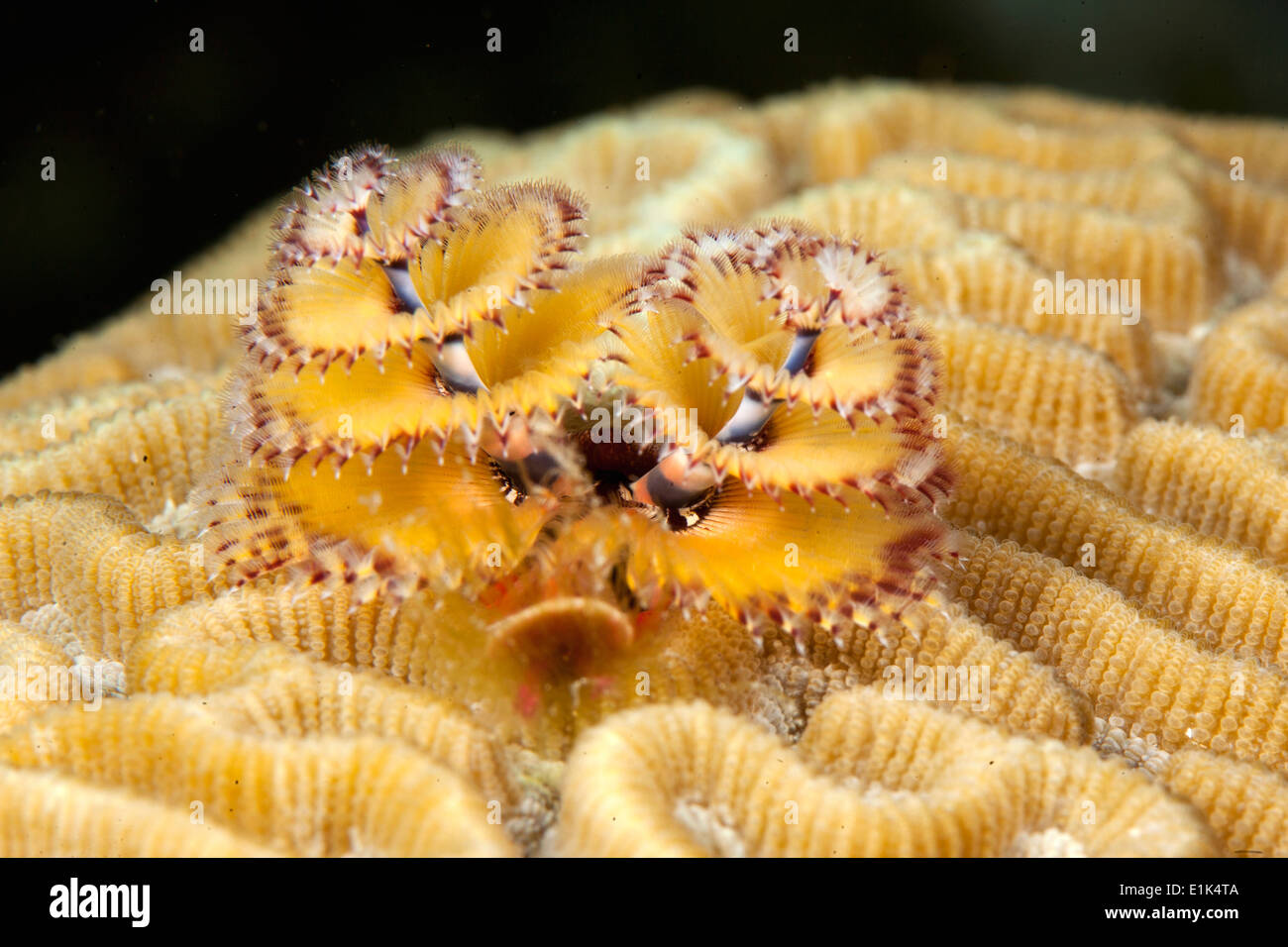 Caraibi Antille Curacao Westpunt albero di Natale worm Spirobranchus giganteus sul cervello coral Diploria strigosa nei Caraibi Foto Stock