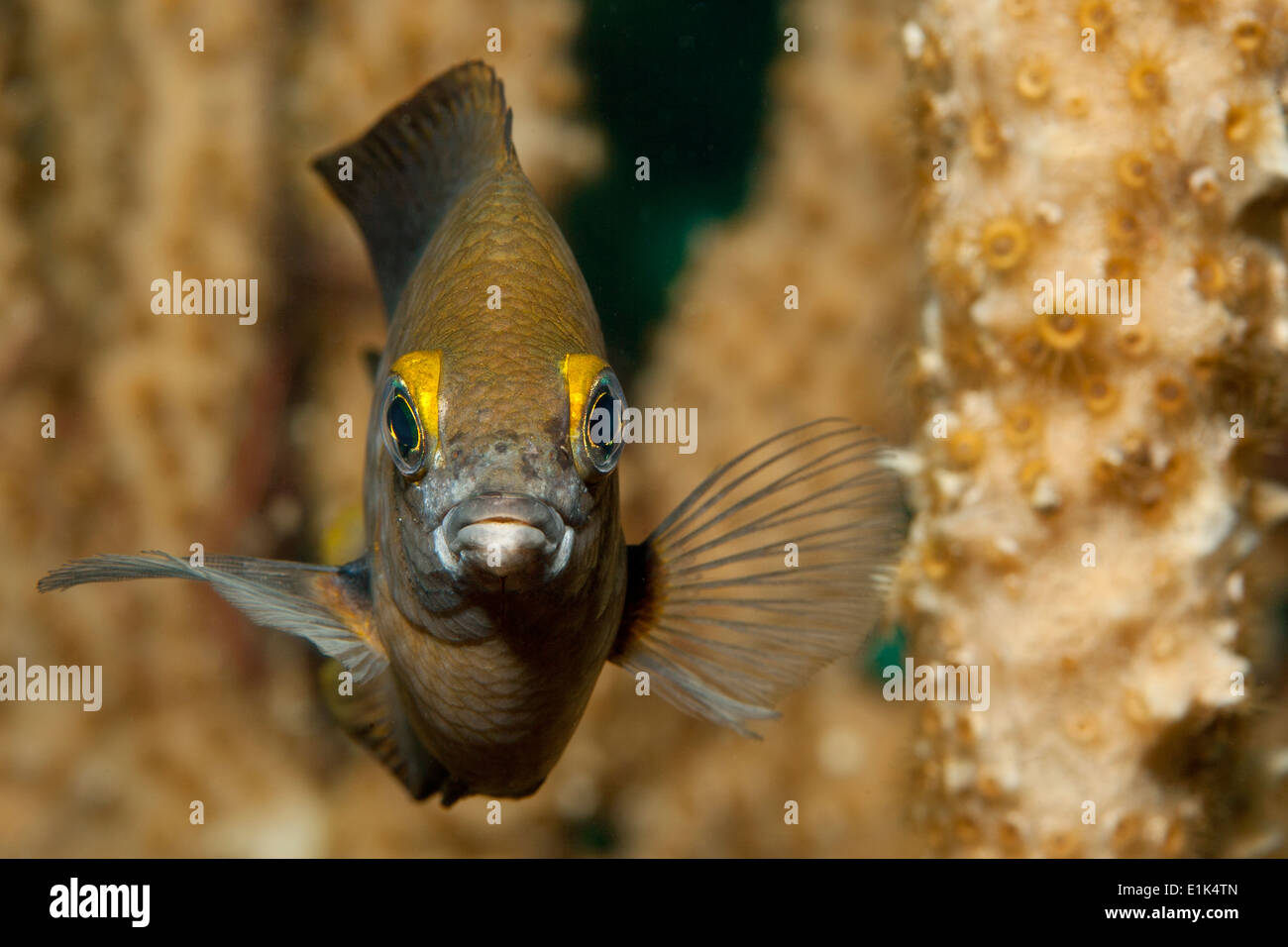 Caraibi Antille, Curacao, Westpunt, Stegastes planifrons Foto Stock