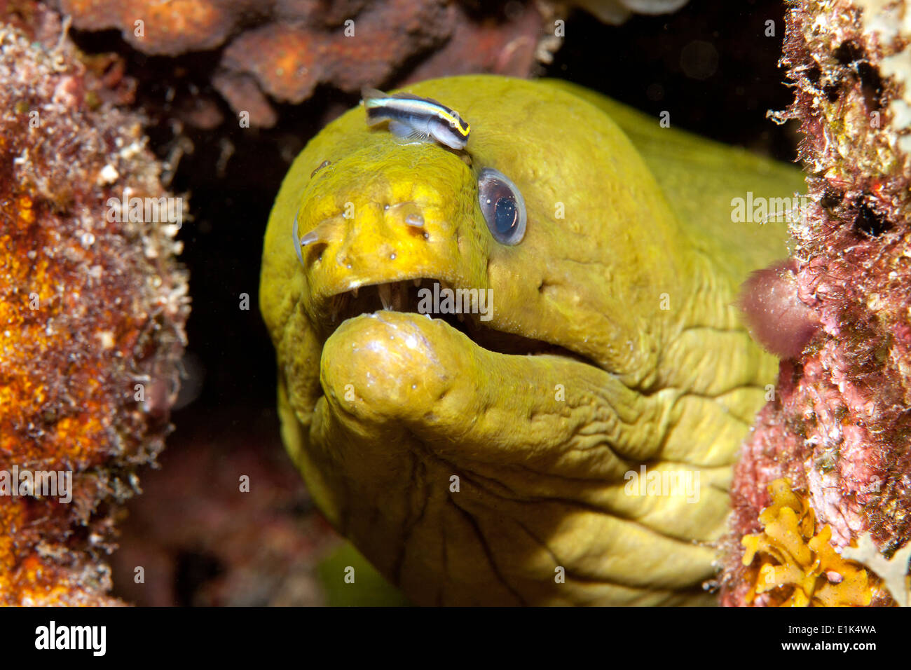Caraibi Antille, Curacao, Westpunt, murena verde, Gymnothorax funebris, con la pulizia ghiozzo, Gobiosoma genie Foto Stock