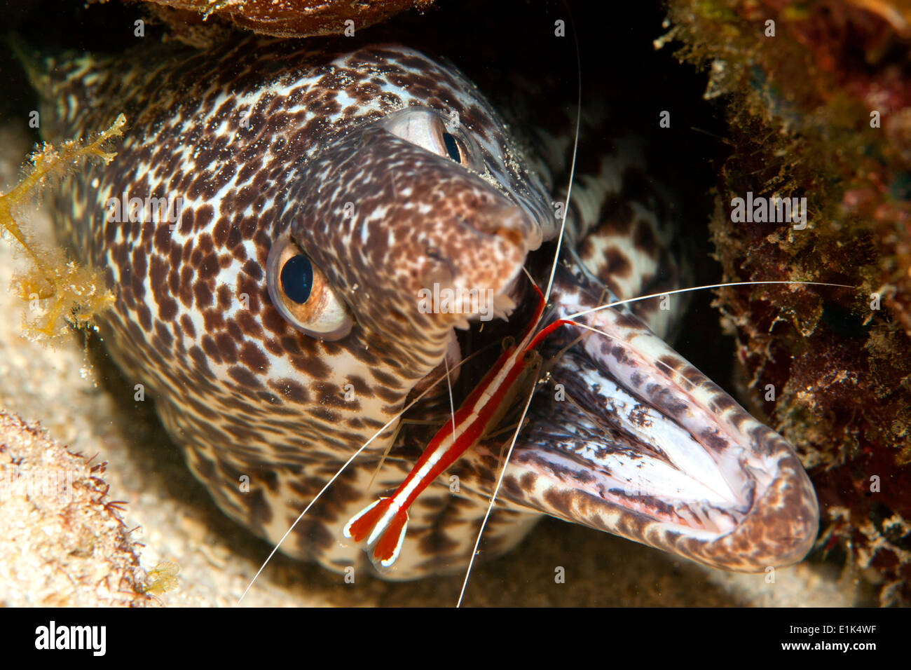 Caraibi, Curacao, cucita moray, Gymnothorax favagineus, e pulitore di gamberi Lysmata grabhami Foto Stock