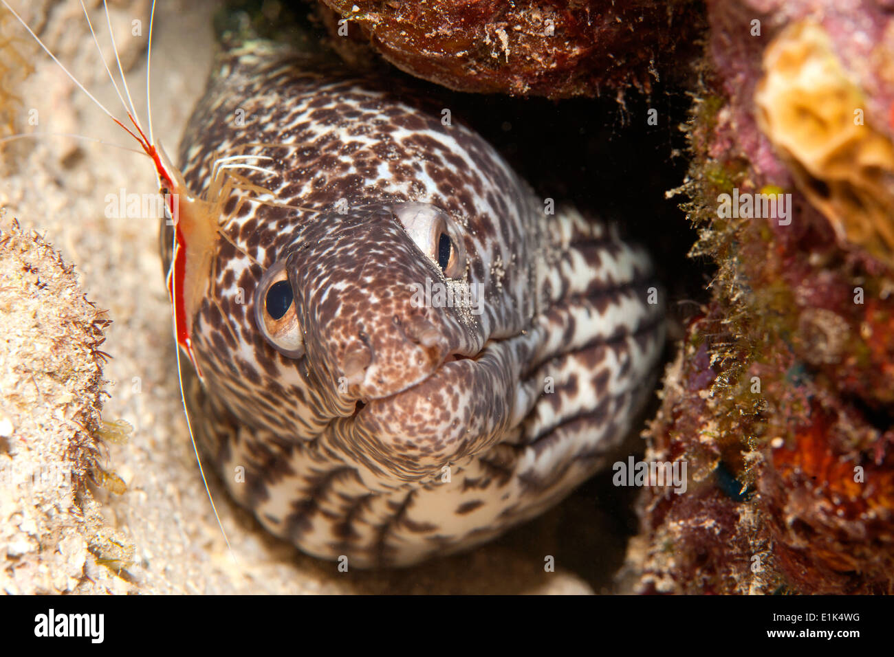 Caraibi Antille, Curacao, Westpunt, cucita moray, Gymnothorax favagineus, e pulitore di gamberi Lysmata grabhami Foto Stock