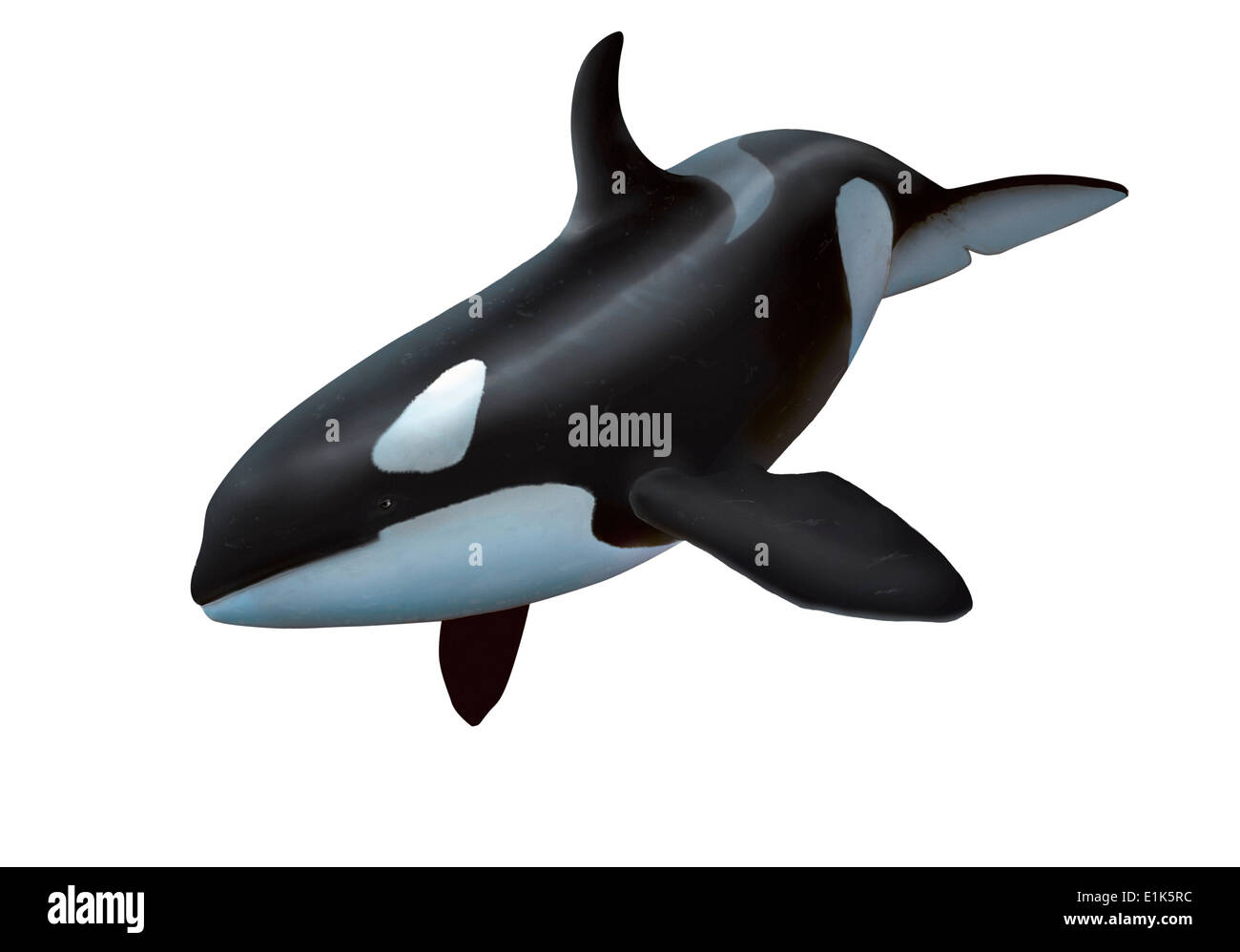 Illustrazione di computer di una femmina di balena killer o orca (Orcinus orca) Orcas sono grandi predatori di delfini che si trovano in tutto il Foto Stock