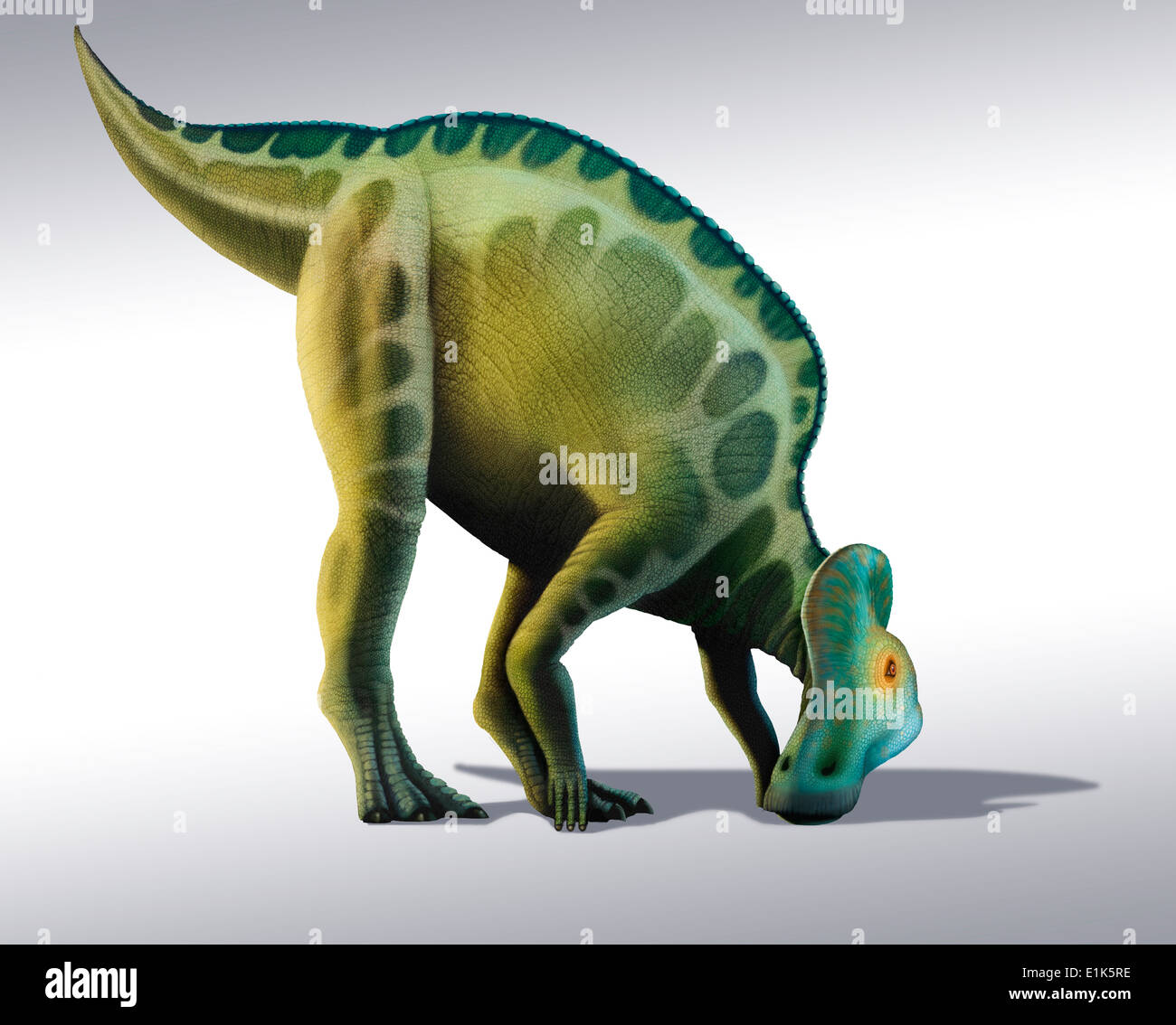 Corythosaurus è un genere di hadrosaurid (cioe' anatra fatturati') dinosauri mangiatori di pianeta che ha vissuto in quello che è ora il Nord America Foto Stock