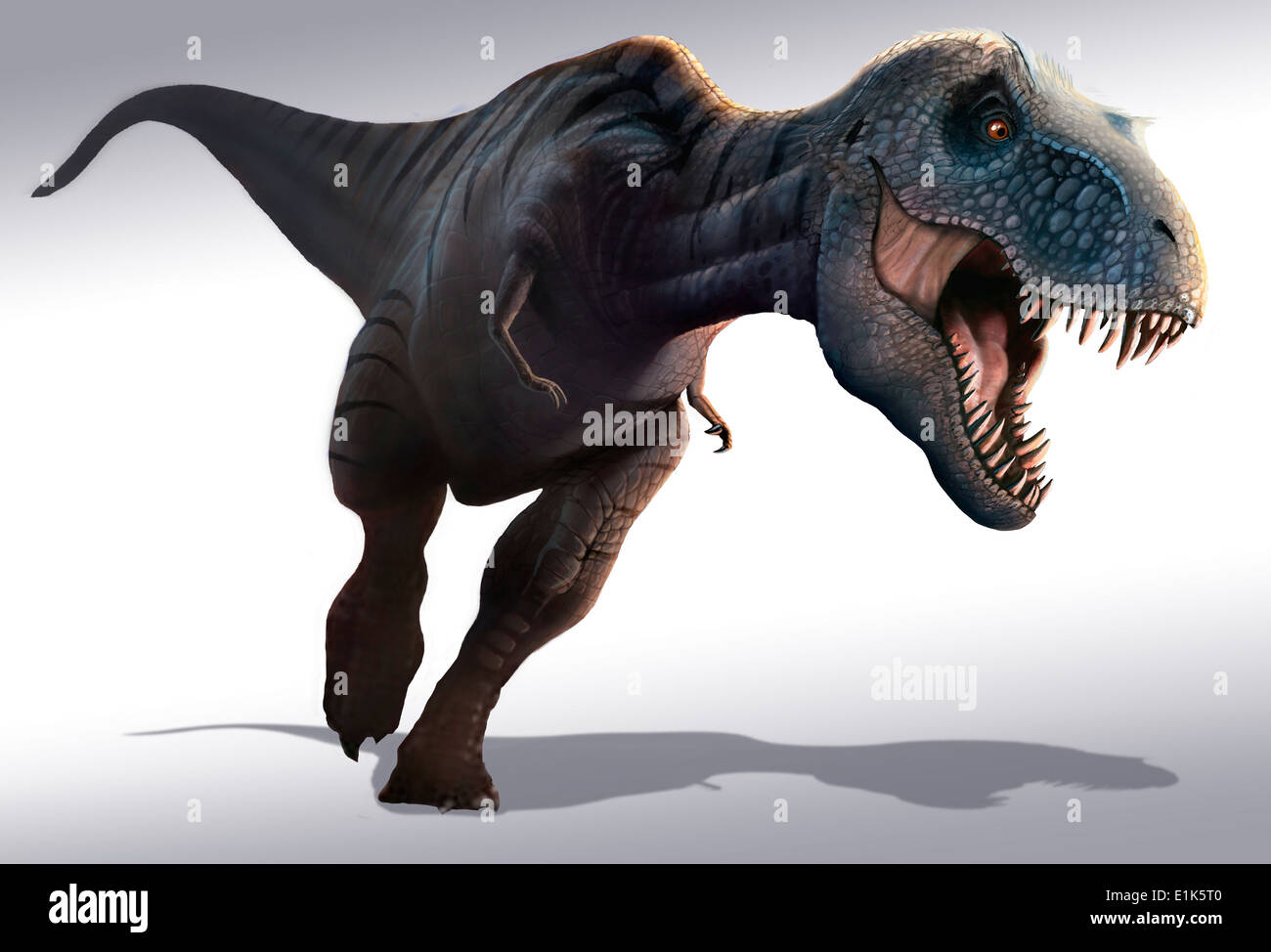 Tyrannosaurus rex è probabilmente il più famoso dinosauro di tutto ciò che ha vissuto nel corso degli ultimi 5 milioni di anni del Cretaceo Foto Stock