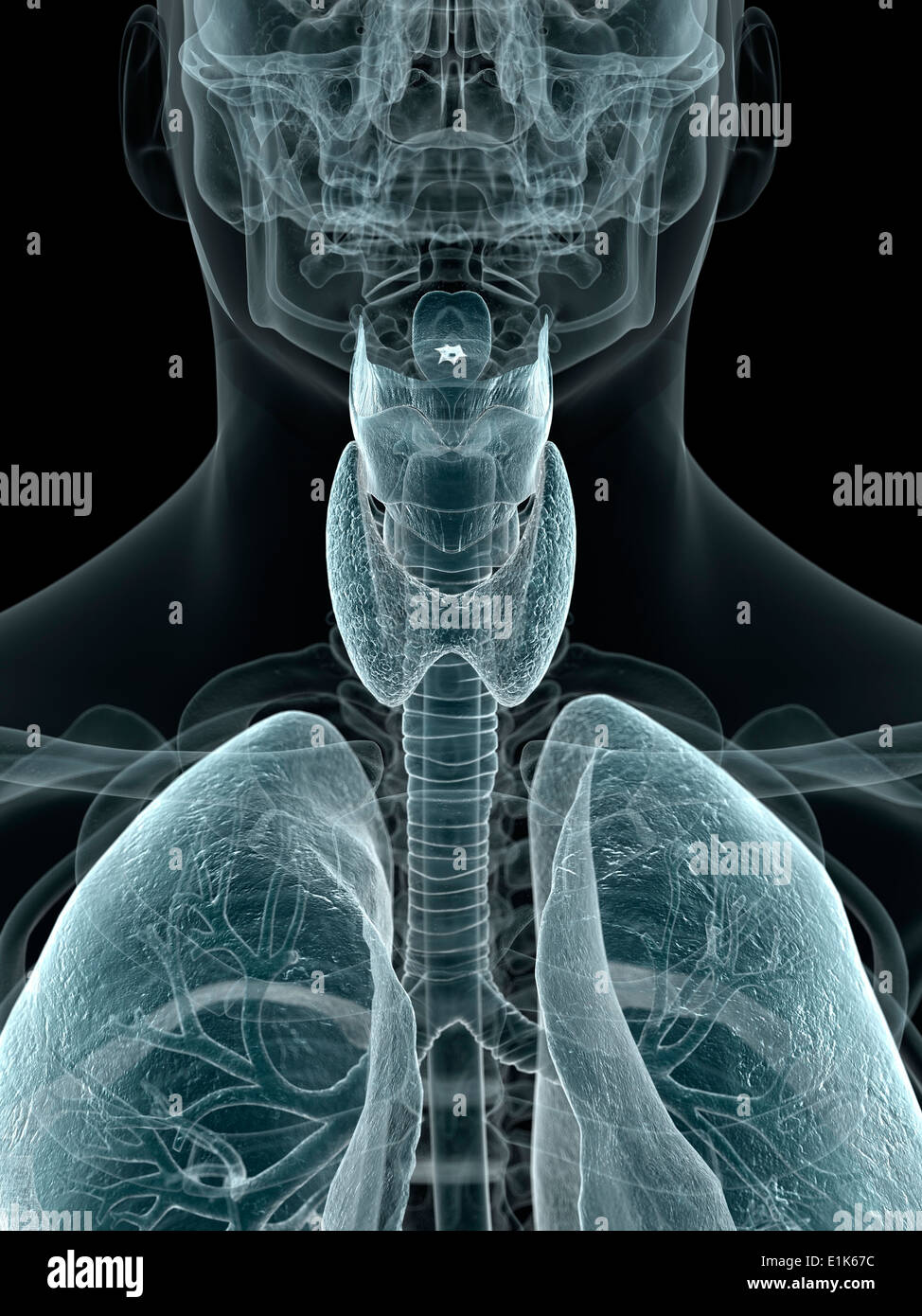 Gola umana e polmoni computer grafica. Foto Stock