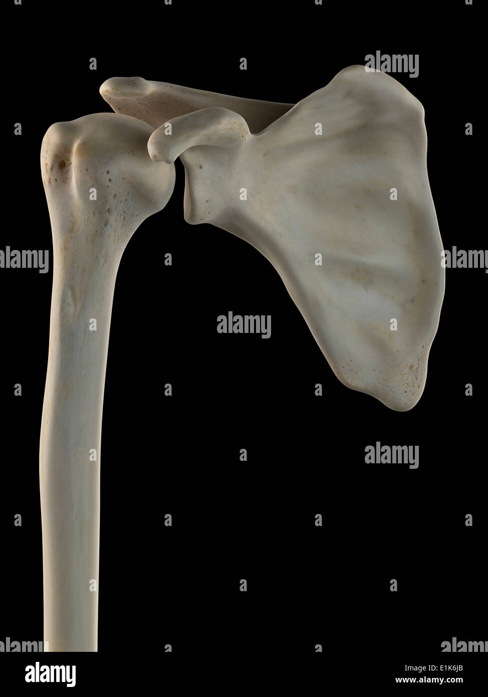 Human scapola e omero computer grafica. Foto Stock