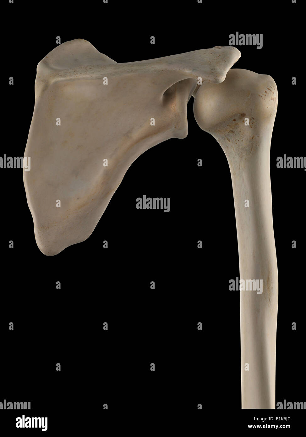 Human scapola e omero computer grafica. Foto Stock