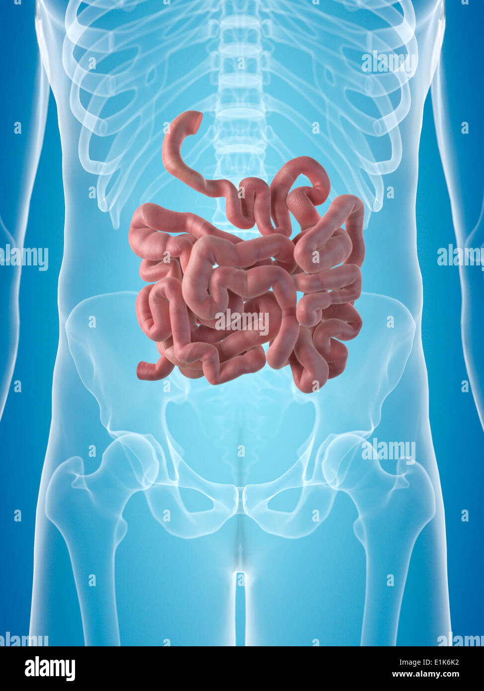 Intestino umano computer grafica. Foto Stock