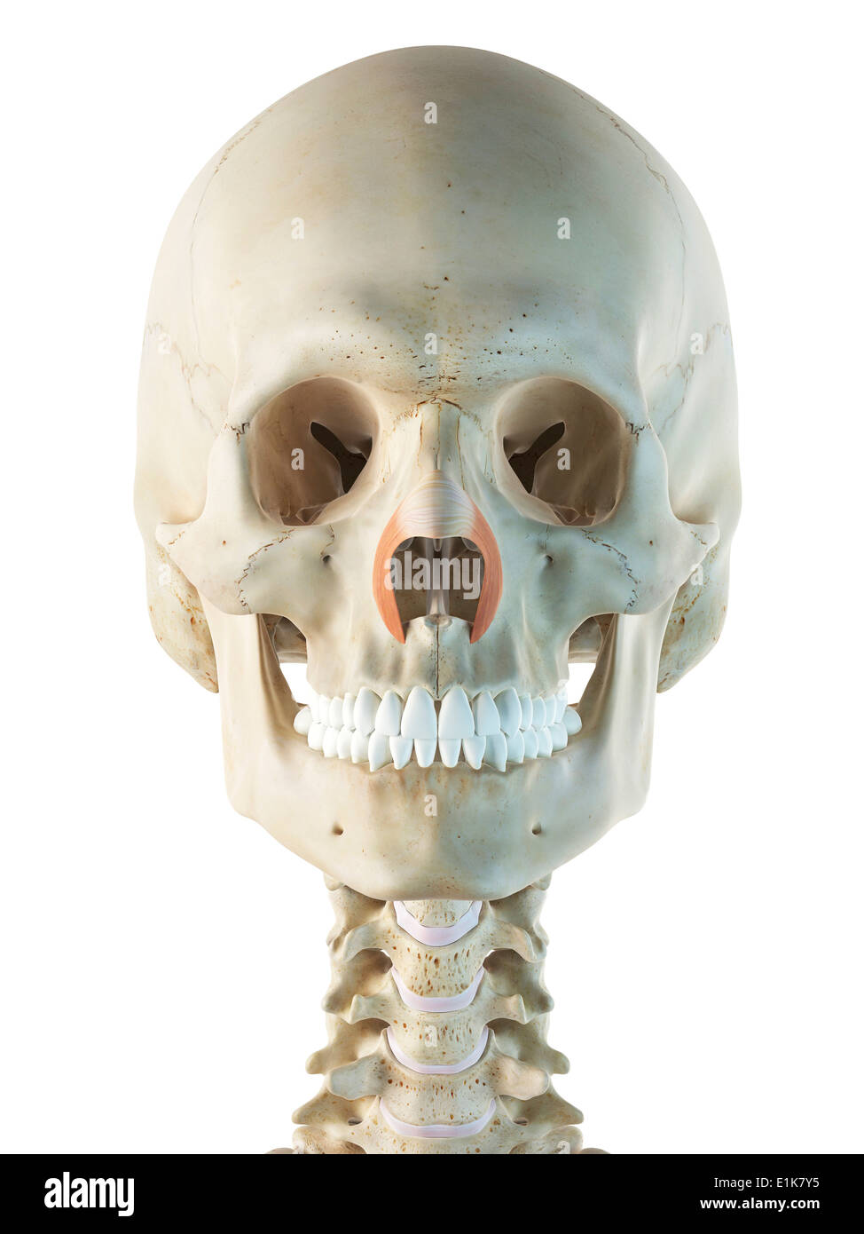 Nasalis umana muscoli trasversali computer grafica. Foto Stock