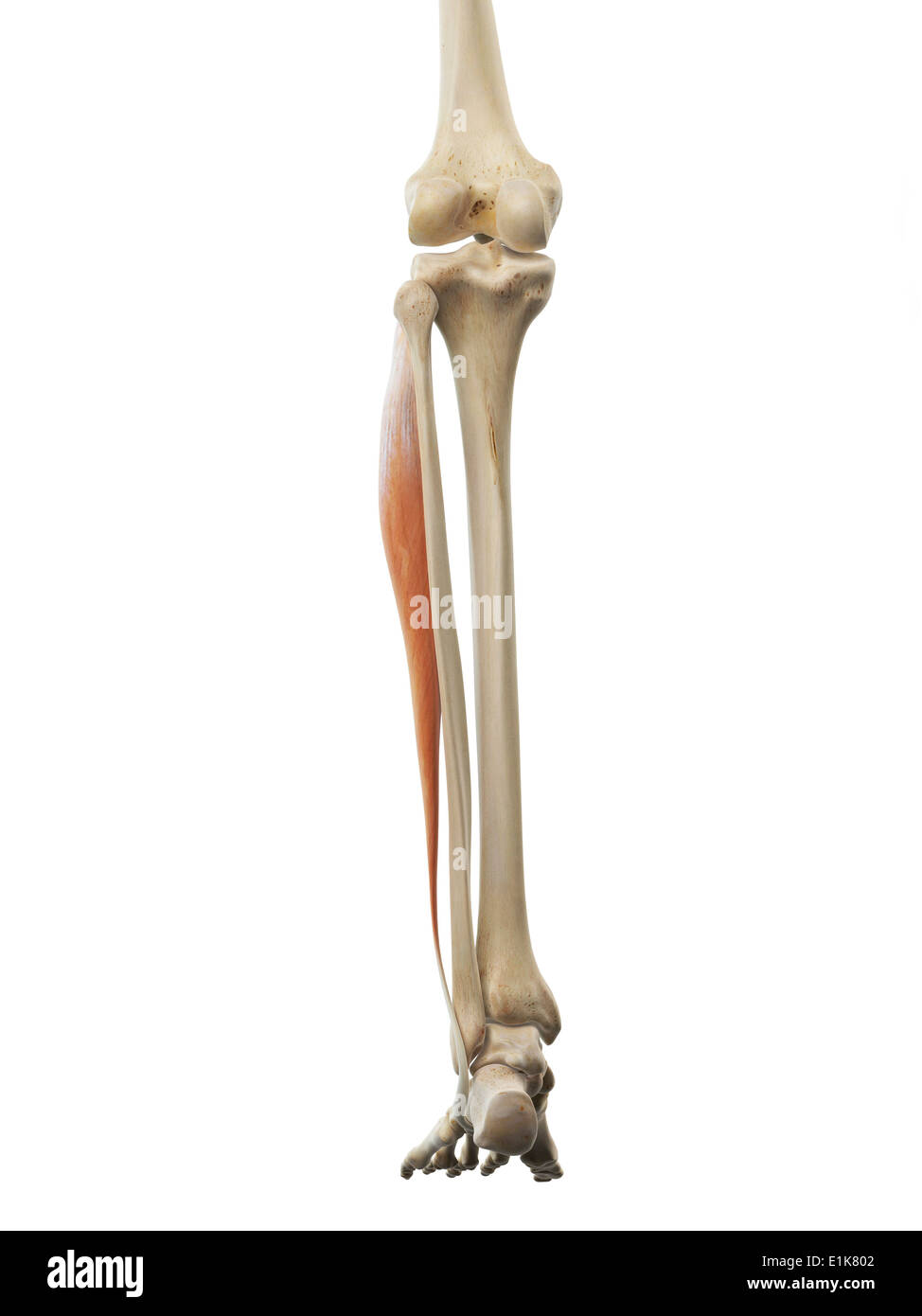 Human peroneus longus muscle computer grafica. Foto Stock