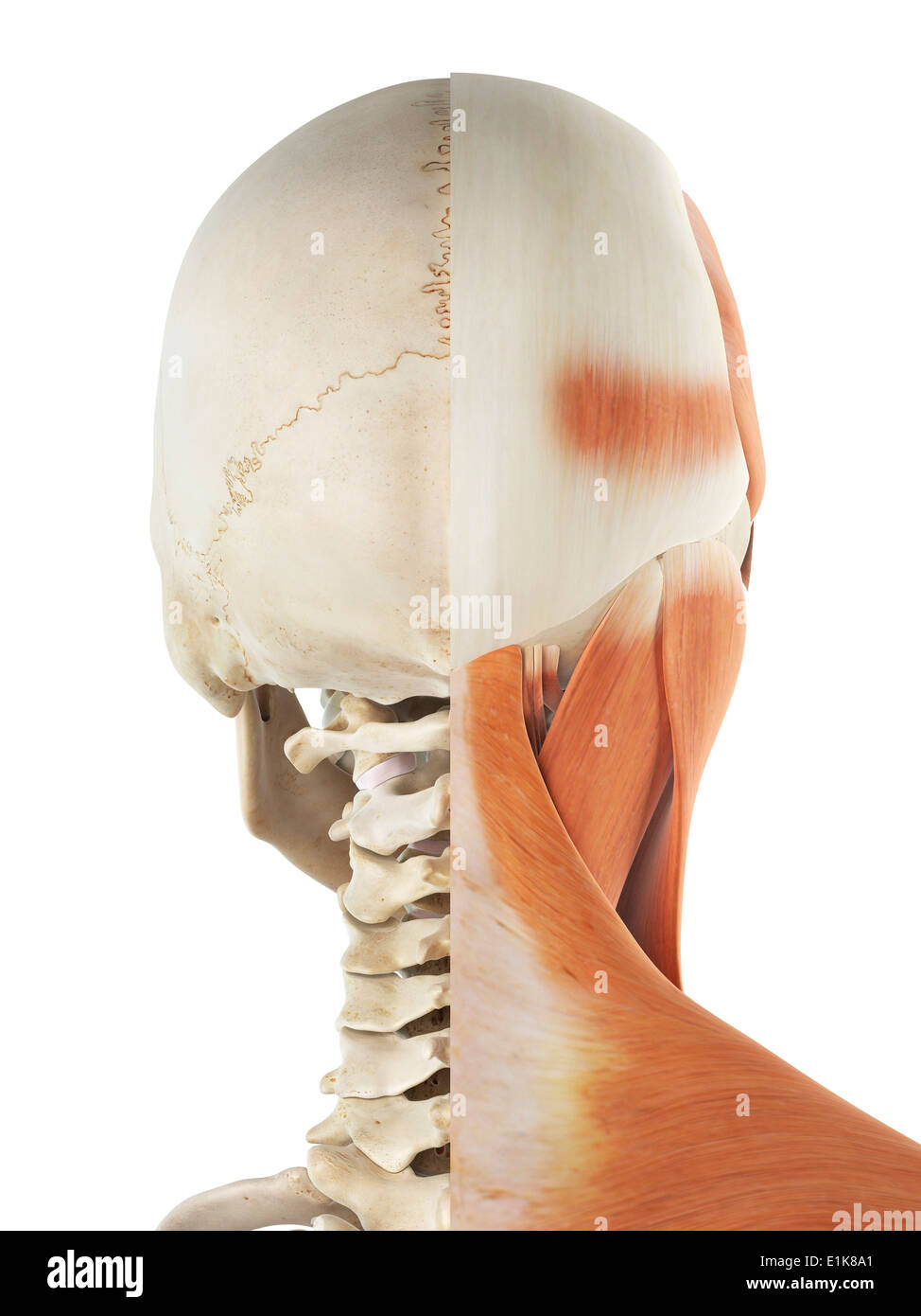 Muscoli umani in testa e collo tagliato via computer grafica. Foto Stock
