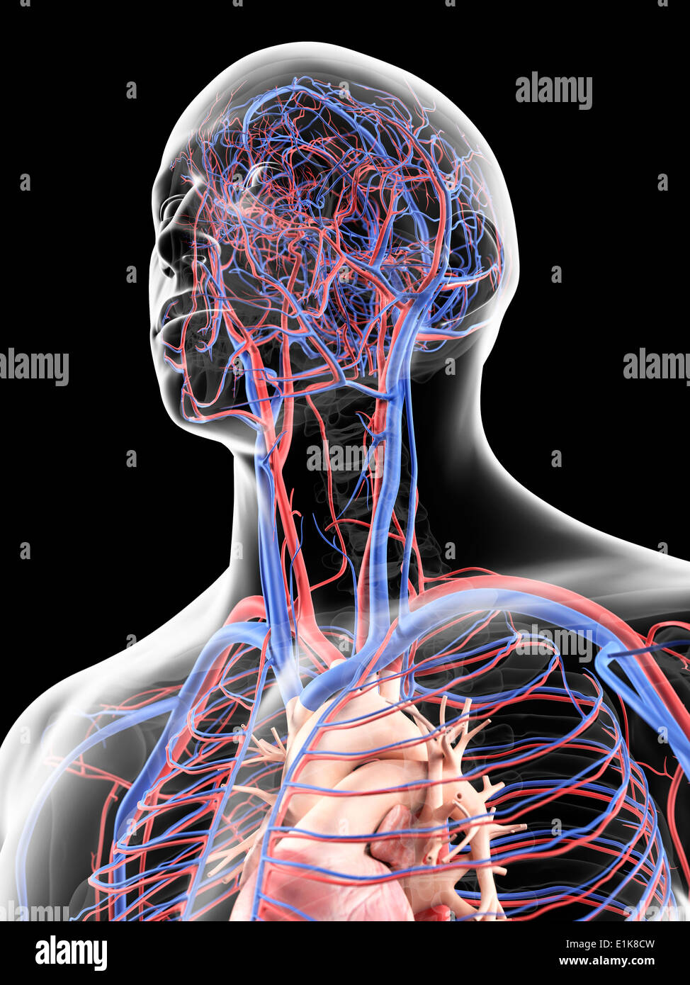 Testa umana che mostra il sistema vascolare computer grafica. Foto Stock