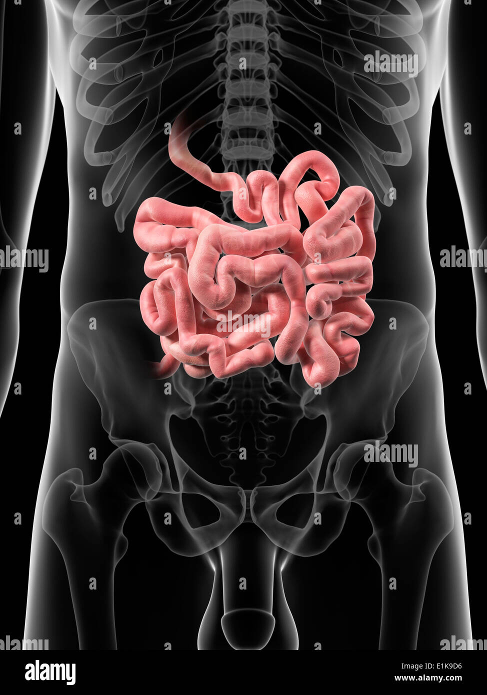 Intestino umano computer grafica. Foto Stock