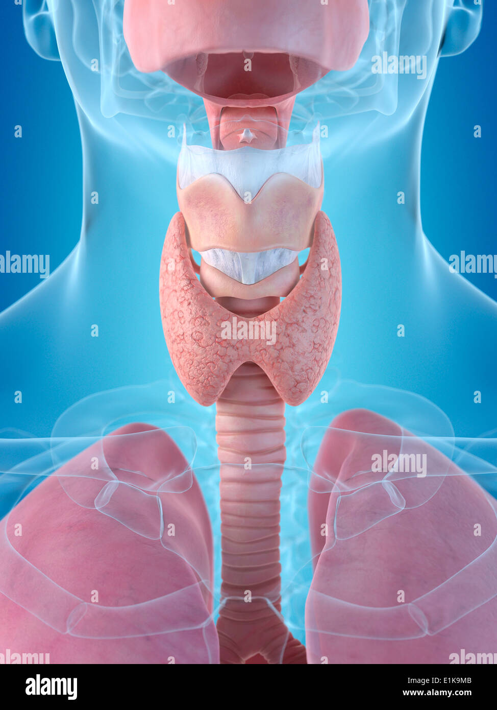 Anatomia della gola umana e tiroide computer grafica. Foto Stock