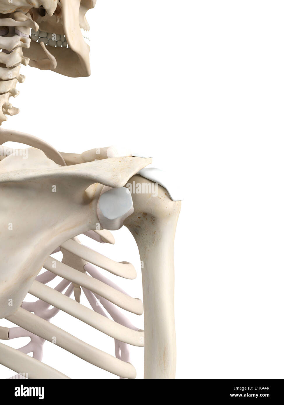 Spalla umana tendini computer grafica. Foto Stock