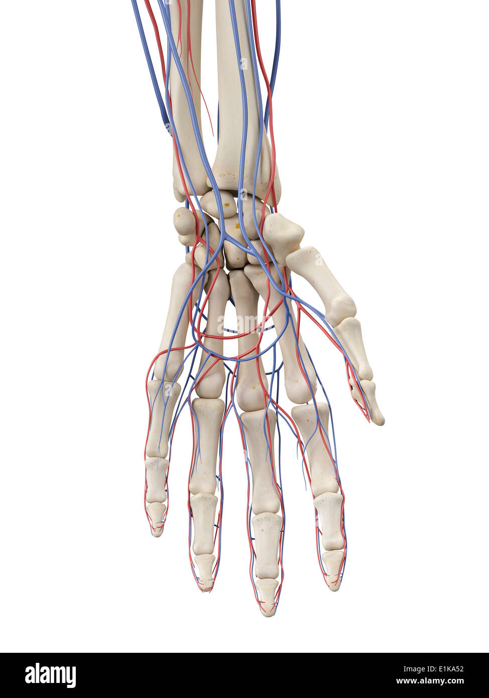 Sistema vascolare della mano in computer grafica. Foto Stock