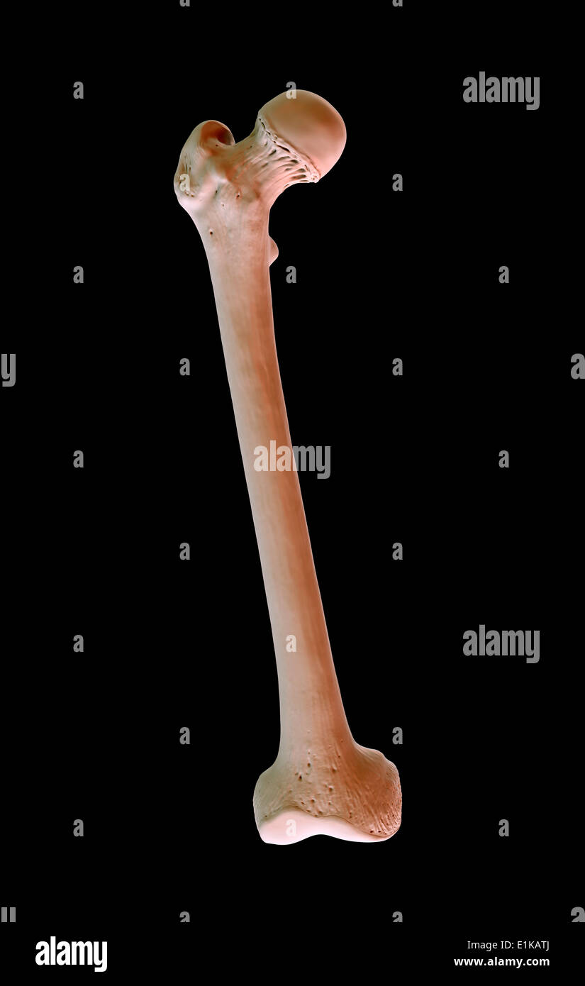 Femore umano osso computer grafica. Foto Stock