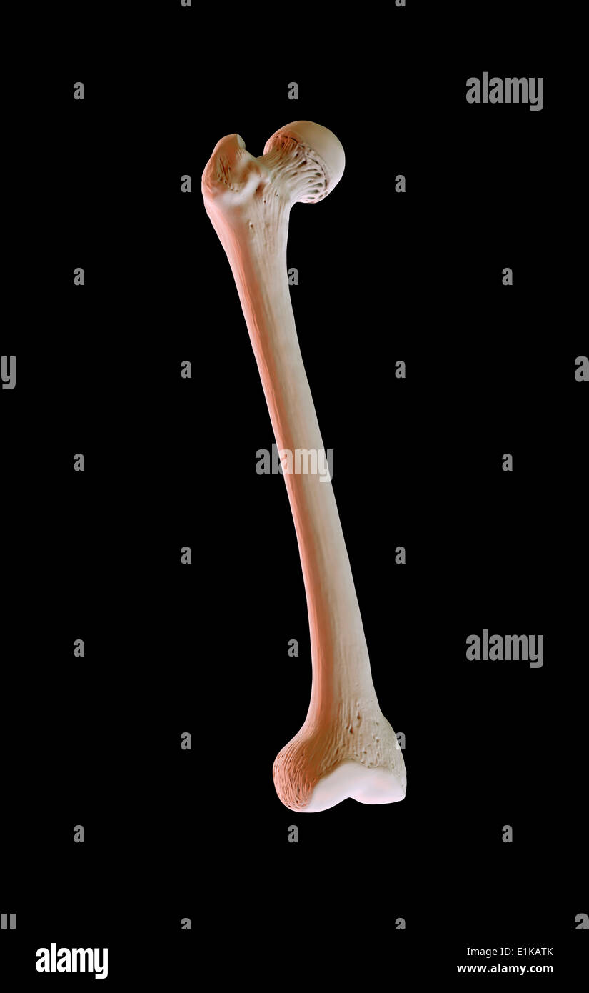 Femore umano osso computer grafica. Foto Stock