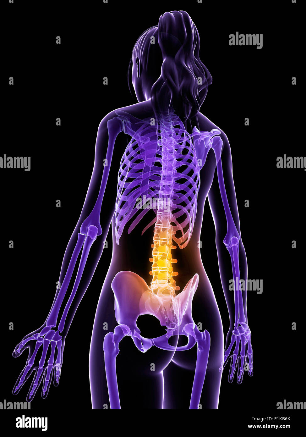 Anatomia femminile della schiena e della colonna vertebrale computer grafica. Foto Stock