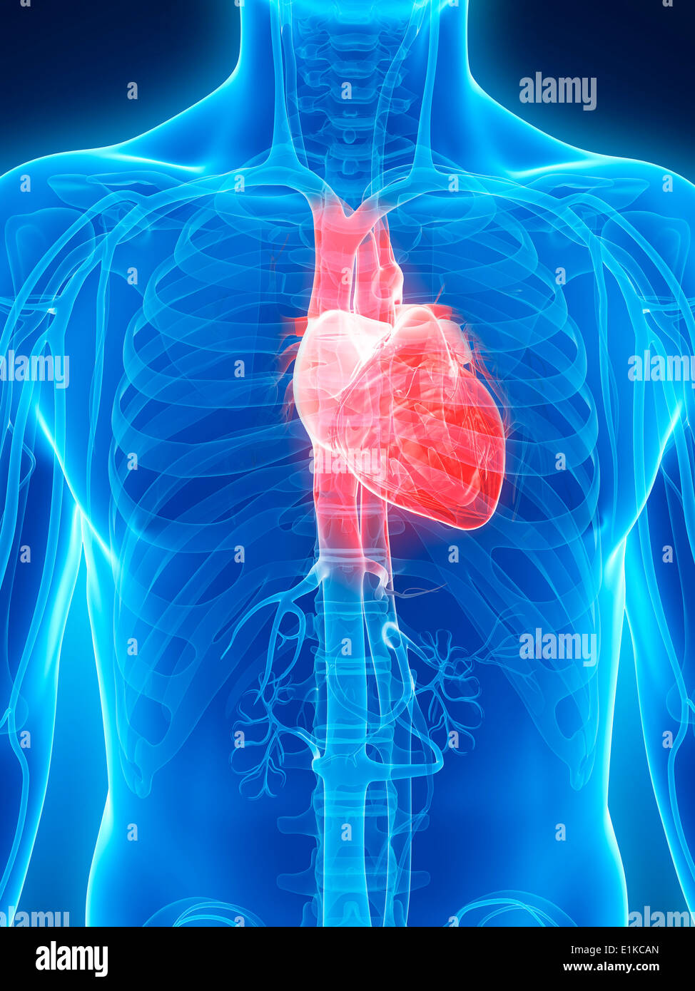 Cuore umano computer grafica. Foto Stock