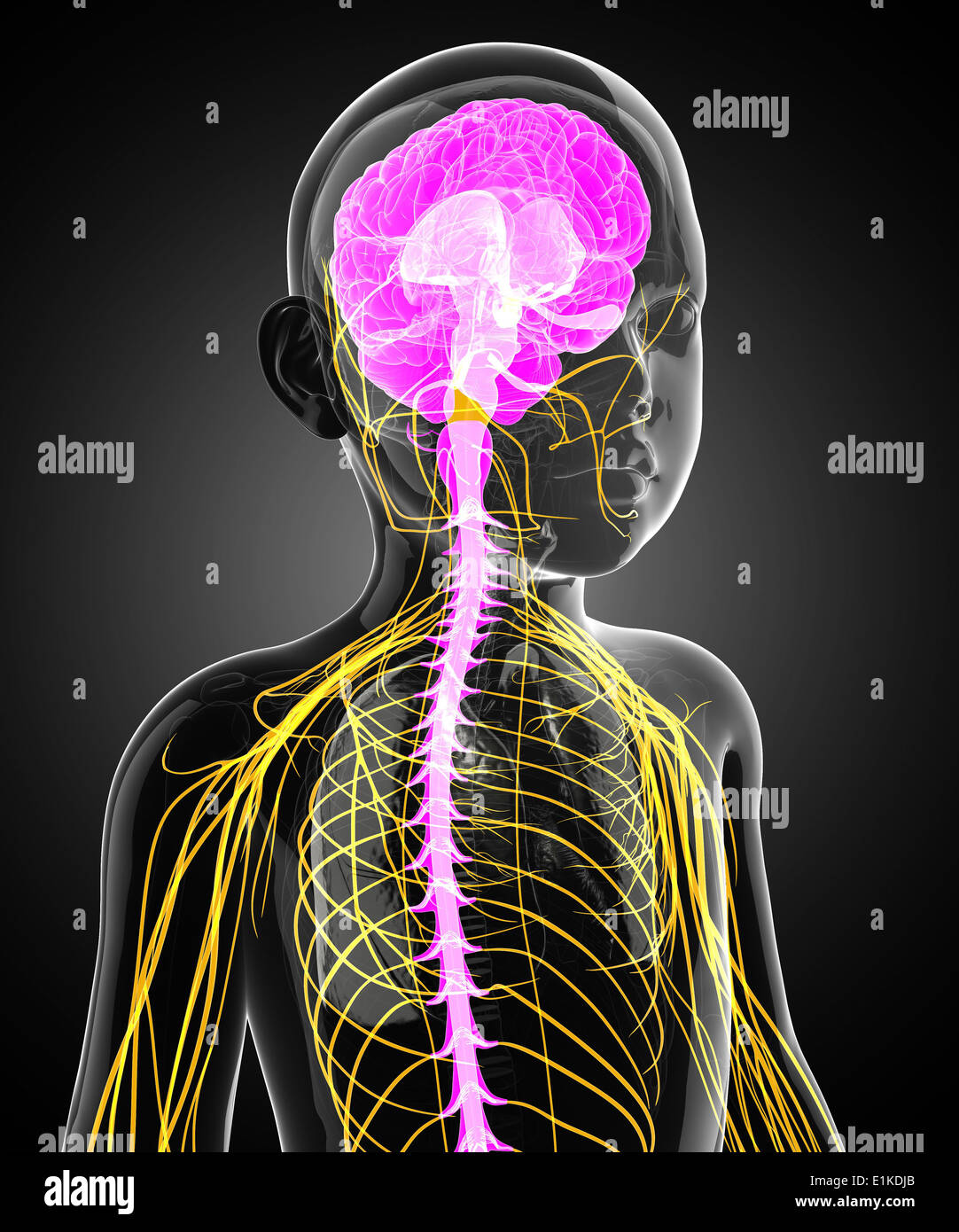 нервная система рисунок для детей. неврологические нарушения. здоровая нервная система. цнс подростка. нервная система человека.